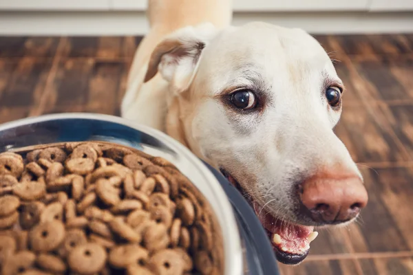 How Many Calories Does a Labrador Retriever Need?